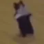 catSpin
