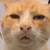 catconfusion Discord emoji