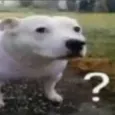 doghuh