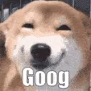 dog_goog