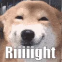 dog_riiiiight
