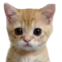 stare