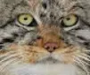 ManuelStare