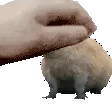pet