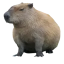capybarra