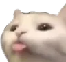 Cat_Tongue Cat_Tongue