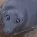 ohtseal