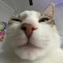 STUPIDFUCKINGCAT