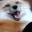 sm_foxscream