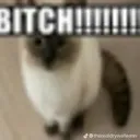bitch