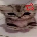 Cat Stfu Discord Emoji