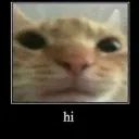 hi hi