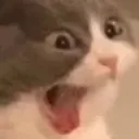 CatSurprise