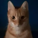 _thiscat _thiscat