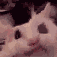 Catcry1 Discord Emoji