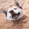 shiba