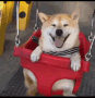 shiba