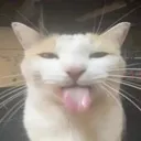 sillymillie