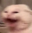 nyooo