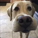 WHOOMP