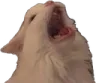 HOWL