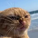 catbeccadisgusted
