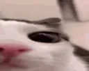 plink2