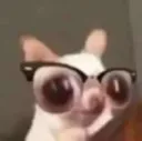 Perro_lentes