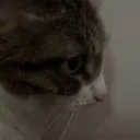 side_eyekitty side_eyekitty