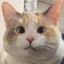 panko