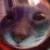 catshakeheadyes catshakeheadyes