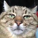 notwidecat