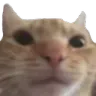 Bruhcat bruhcat Discord Emoji