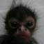 :ANGRE:
