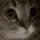 meow meow