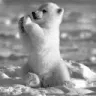 PolarPray