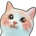 cat_blush