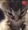 anger_cat