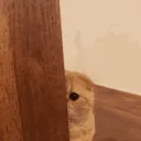 peekaboo peekaboo