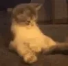 kok kok