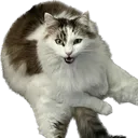 troutscat