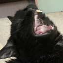 clove_scream