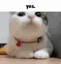 yesnods