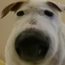 borfsniffold borfsniffold