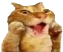 woa
