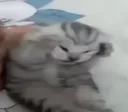 ripcat
