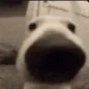 SNIFFA