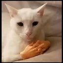 GatoSerio