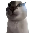 metero1Cat