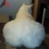 thicc Discord emoji